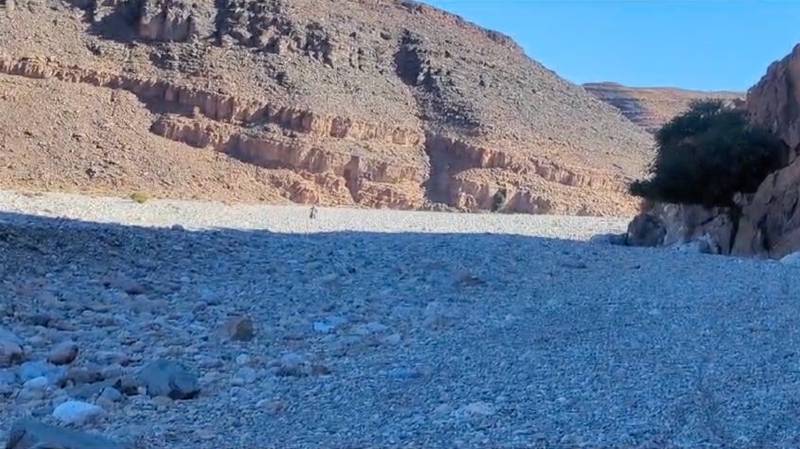 Rachel returning on Gertie